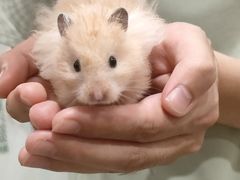 -楼上猫咖(罗湖店)
