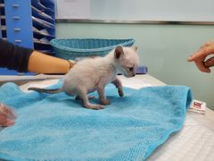 -纳吉亚猫专科动物医院博雅分院