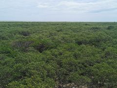 -北海金海湾红树林生态旅游区