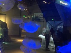 -西雅图水族馆