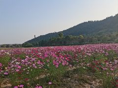 -径山花海