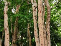 -中国科学院西双版纳热带植物园