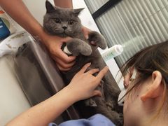 -伟伟宠物医院·CT影像中心·瑞派犬猫综合性门诊(汉口总院)