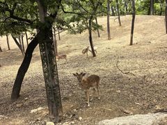 -秦皇岛野生动物园
