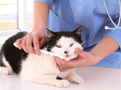 -佳雯宠物医院·皮肤科·内外科(春晓路分院)