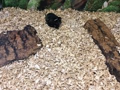 -上海大自然野生昆虫馆(东方明珠·爬宠昆虫探索中心)