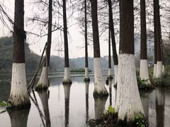 -重庆彩云湖湿地公园