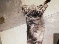 -猫小院猫主题餐厅(三里屯店)