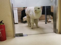 -爱侣宠医·鹦鹉专科·小型哺乳类·异宠专科(灵石路店)