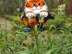-野象谷景区