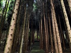 -武陵山森林公园
