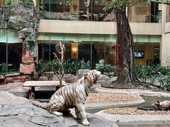 -白虎自助餐厅·真老虎·景观自助餐厅(广州长隆酒店)