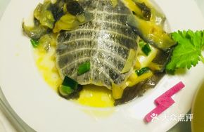 Soft-shelled Turtle Collar
