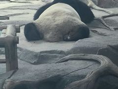 -武汉动物园