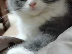 -lincat·猫舍(广州店)