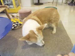 -平行世界·猫咖(首经贸店)