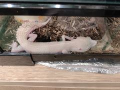 -藦茜花园宠物主题亲子互动体验馆(国顺东路店)