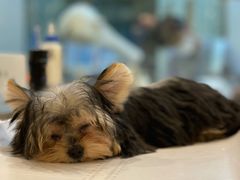 -momokira米努特·德文卷毛猫·棉花面纱犬