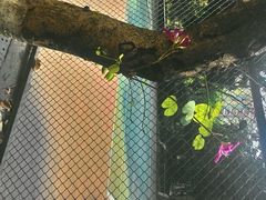 android_upload_pic-杨桃公园