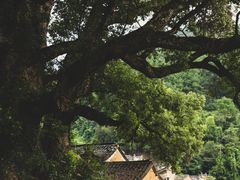 -杨家堂村