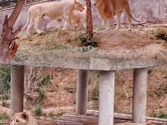 -石家庄市动物园