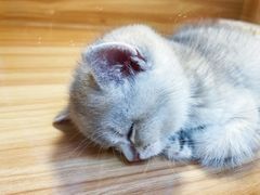 -猫十亿·布偶金渐层·曼基康矮脚猫舍(青年路店)