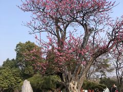 -梅花山(明孝陵内)