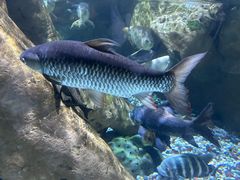 -迪拜水族馆及水下动物园