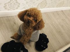 -伟伟宠物医院·CT影像中心·瑞派犬猫综合性门诊(汉口总院)