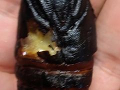 -火齐潮汕砂锅粥(五道口店)