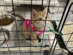 -喵zoo家庭繁育猫舍(尖东智能花园店)