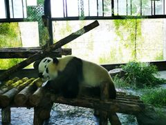-上海野生动物园