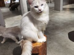 -more than meow吴止猫主题餐厅(承德 中船汇店)