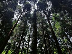 -玉舍国家森林公园