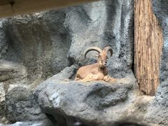 -清迈夜间动物园