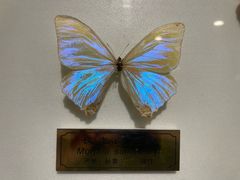 -上海昆虫博物馆