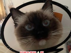 -创凡宠物医院·骨专科  猫科中心(西乡分院)