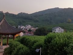 -龙井村