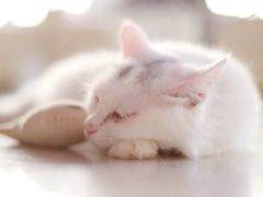 萌喵咖啡屋-萌喵宠狗爱心宠咖