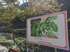 -大岭沟猕猴桃谷风景区