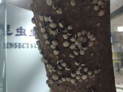 -上海昆虫博物馆