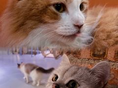 -豆逗聊愈猫阁Easy Life