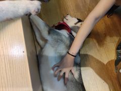 -Husky Go! 哈士奇体验馆·宠物咖啡厅狗咖