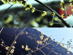 -柳氏民居