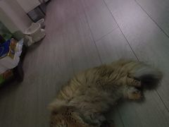 -全心全意连锁动物医院·微创中心·内科急重症·心脏专科(丰管路店)
