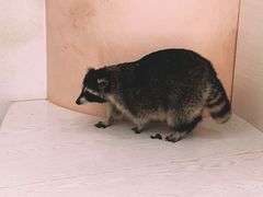 -浣熊柯尔鸭土拨鼠·电玩咖
