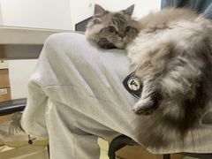-艾贝尔宠物医院·24H转诊中心·肿瘤猫专科(江宁双龙店)