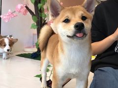 -浣熊柯尔鸭土拨鼠·电玩咖