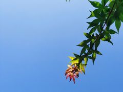-桃花岭景区