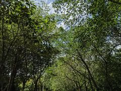 -凤岗南门山森林公园